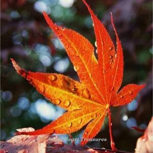 5x7 Original Photography Sunlit Red Maple Leaf 🍁